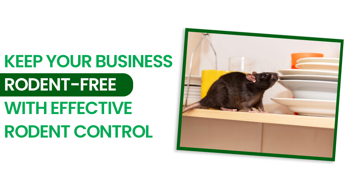 Commercial Rodent Control for Business | Novix Pest Control