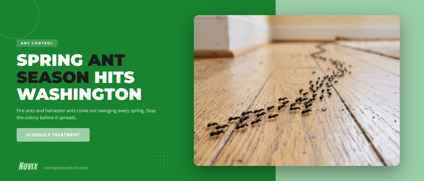 Spring Ant Season in Washington, UT | Novix Pest Control