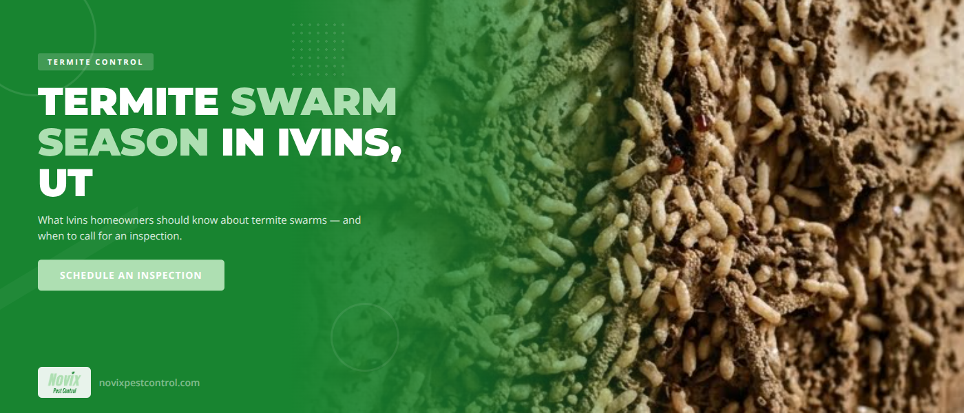 Termite Swarm Season in Ivins, UT | Novix Pest Control