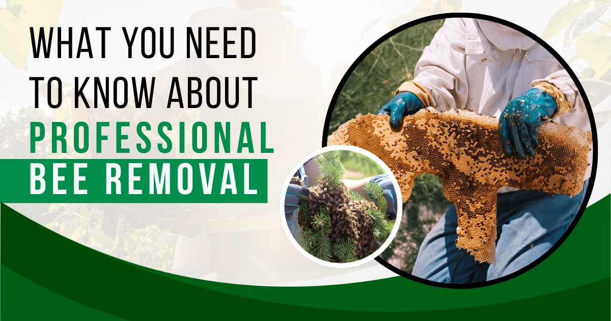 Professional Bee Removal Guide | Novix Pest Control
